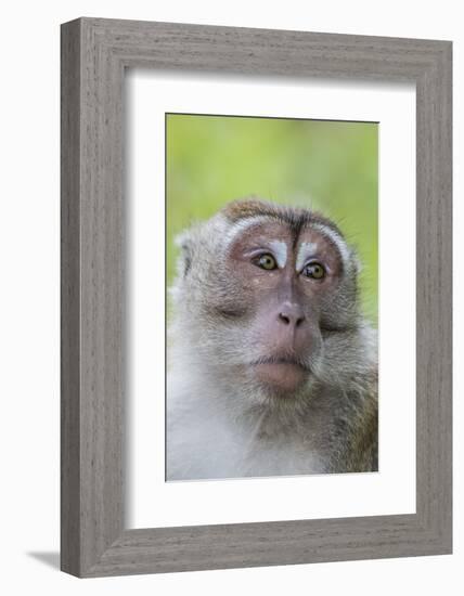 Long-Tailed Macaque (Macaca Fascicularis), Bako National Park, Sarawak, Borneo, Malaysia-Michael Nolan-Framed Photographic Print