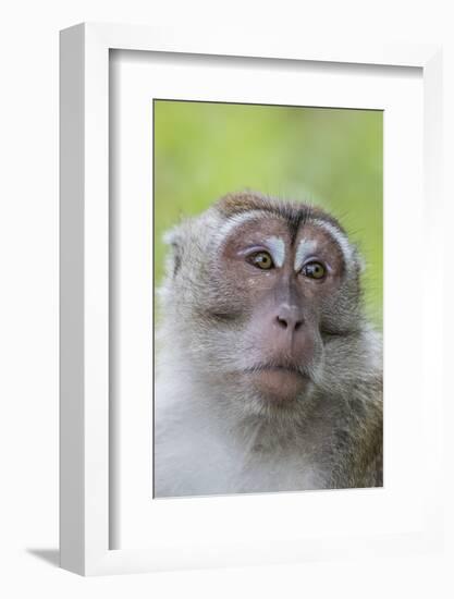 Long-Tailed Macaque (Macaca Fascicularis), Bako National Park, Sarawak, Borneo, Malaysia-Michael Nolan-Framed Photographic Print