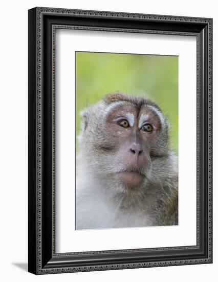 Long-Tailed Macaque (Macaca Fascicularis), Bako National Park, Sarawak, Borneo, Malaysia-Michael Nolan-Framed Photographic Print