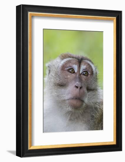 Long-Tailed Macaque (Macaca Fascicularis), Bako National Park, Sarawak, Borneo, Malaysia-Michael Nolan-Framed Photographic Print