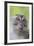 Long-Tailed Macaque (Macaca Fascicularis), Bako National Park, Sarawak, Borneo, Malaysia-Michael Nolan-Framed Photographic Print