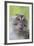 Long-Tailed Macaque (Macaca Fascicularis), Bako National Park, Sarawak, Borneo, Malaysia-Michael Nolan-Framed Photographic Print