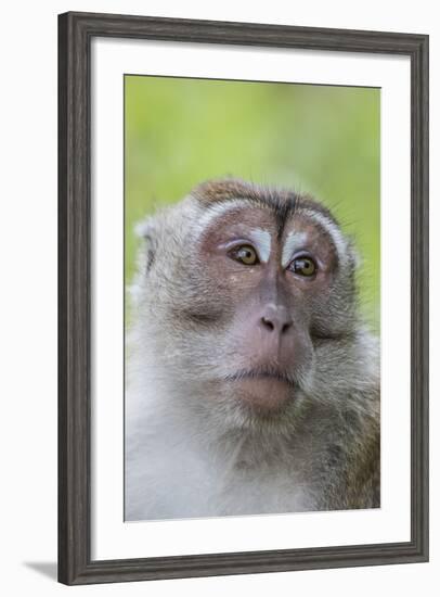 Long-Tailed Macaque (Macaca Fascicularis), Bako National Park, Sarawak, Borneo, Malaysia-Michael Nolan-Framed Photographic Print