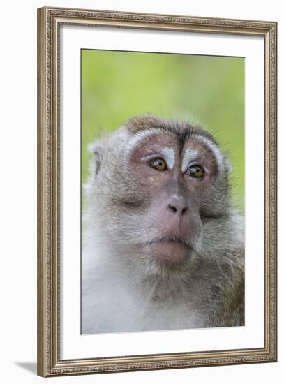 Long-Tailed Macaque (Macaca Fascicularis), Bako National Park, Sarawak, Borneo, Malaysia-Michael Nolan-Framed Photographic Print