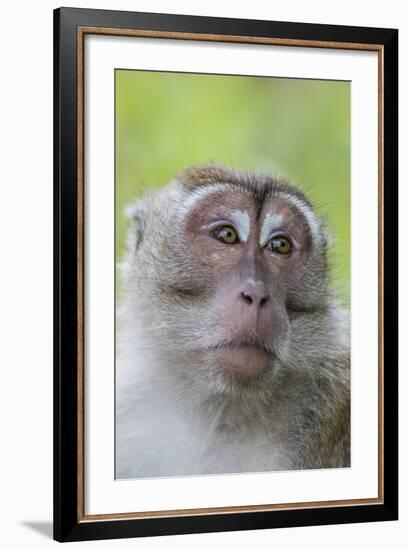 Long-Tailed Macaque (Macaca Fascicularis), Bako National Park, Sarawak, Borneo, Malaysia-Michael Nolan-Framed Photographic Print