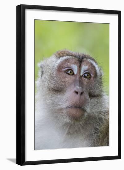 Long-Tailed Macaque (Macaca Fascicularis), Bako National Park, Sarawak, Borneo, Malaysia-Michael Nolan-Framed Photographic Print