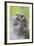 Long-Tailed Macaque (Macaca Fascicularis), Bako National Park, Sarawak, Borneo, Malaysia-Michael Nolan-Framed Photographic Print