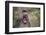 Long-Tailed Macaque (Macaca Fascicularis), Bako National Park, Sarawak, Borneo, Malaysia-Michael Nolan-Framed Photographic Print