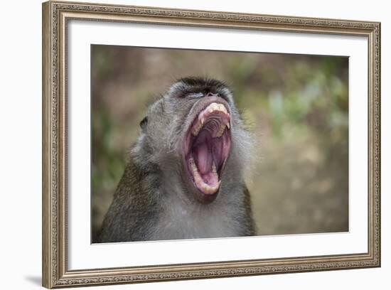 Long-Tailed Macaque (Macaca Fascicularis), Bako National Park, Sarawak, Borneo, Malaysia-Michael Nolan-Framed Photographic Print