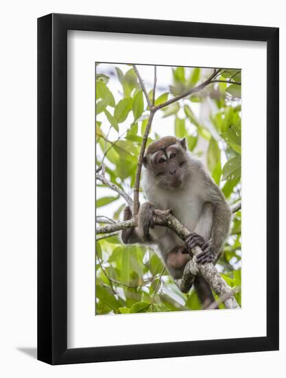 Long-Tailed Macaque (Macaca Fascicularis), Bako National Park, Sarawak, Borneo, Malaysia-Michael Nolan-Framed Photographic Print