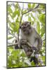 Long-Tailed Macaque (Macaca Fascicularis), Bako National Park, Sarawak, Borneo, Malaysia-Michael Nolan-Mounted Photographic Print