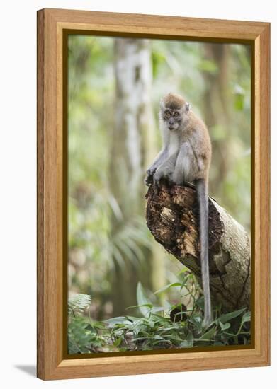 Long Tailed Macaque (Macaca Fascicularis) in the Jungle at Bukit Lawang-Matthew Williams-Ellis-Framed Premier Image Canvas