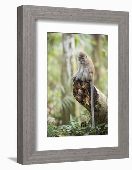 Long Tailed Macaque (Macaca Fascicularis) in the Jungle at Bukit Lawang-Matthew Williams-Ellis-Framed Photographic Print