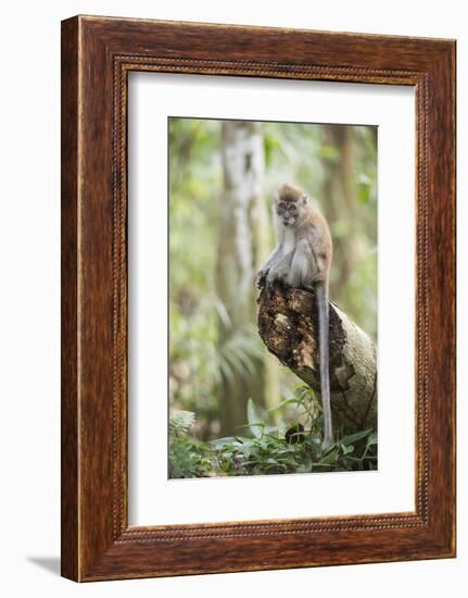 Long Tailed Macaque (Macaca Fascicularis) in the Jungle at Bukit Lawang-Matthew Williams-Ellis-Framed Photographic Print