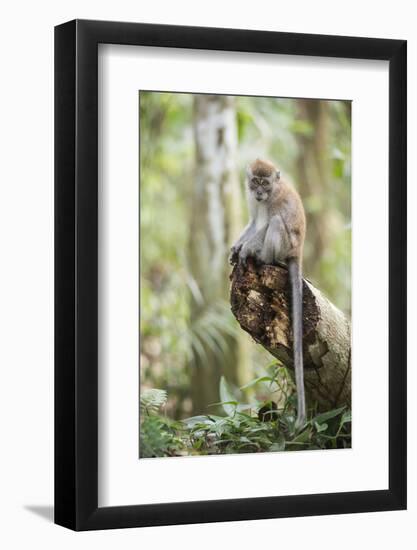 Long Tailed Macaque (Macaca Fascicularis) in the Jungle at Bukit Lawang-Matthew Williams-Ellis-Framed Photographic Print