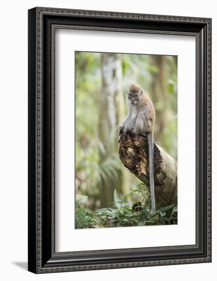 Long Tailed Macaque (Macaca Fascicularis) in the Jungle at Bukit Lawang-Matthew Williams-Ellis-Framed Photographic Print