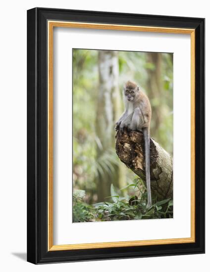 Long Tailed Macaque (Macaca Fascicularis) in the Jungle at Bukit Lawang-Matthew Williams-Ellis-Framed Photographic Print