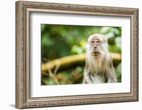 Long Tailed Macaque (Macaca Fascicularis), Indonesia, Southeast Asia-John Alexander-Framed Photographic Print