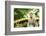 Long Tailed Macaque (Macaca Fascicularis), Indonesia, Southeast Asia-John Alexander-Framed Photographic Print