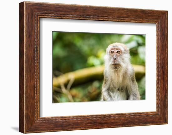 Long Tailed Macaque (Macaca Fascicularis), Indonesia, Southeast Asia-John Alexander-Framed Photographic Print