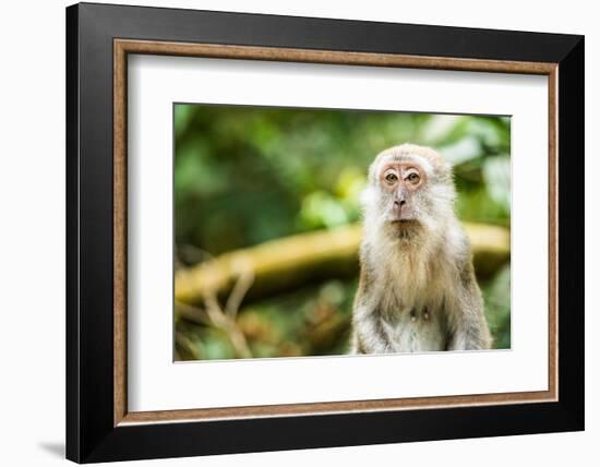 Long Tailed Macaque (Macaca Fascicularis), Indonesia, Southeast Asia-John Alexander-Framed Photographic Print