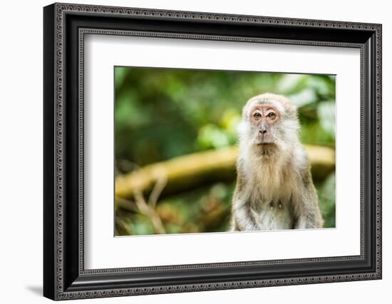 Long Tailed Macaque (Macaca Fascicularis), Indonesia, Southeast Asia-John Alexander-Framed Photographic Print