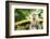 Long Tailed Macaque (Macaca Fascicularis), Indonesia, Southeast Asia-John Alexander-Framed Photographic Print