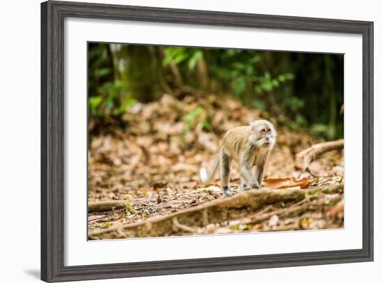 Long Tailed Macaque (Macaca Fascicularis), Indonesia, Southeast Asia-John Alexander-Framed Photographic Print