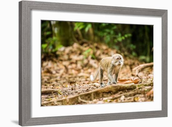 Long Tailed Macaque (Macaca Fascicularis), Indonesia, Southeast Asia-John Alexander-Framed Photographic Print