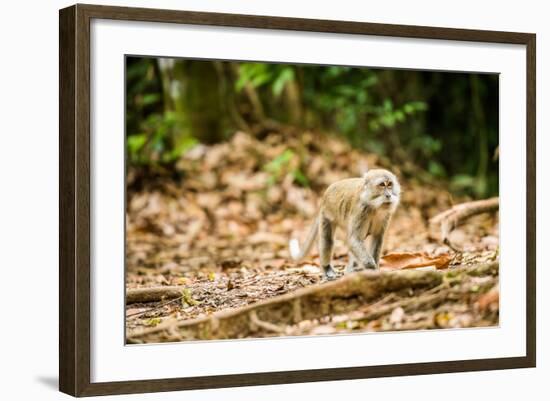 Long Tailed Macaque (Macaca Fascicularis), Indonesia, Southeast Asia-John Alexander-Framed Photographic Print