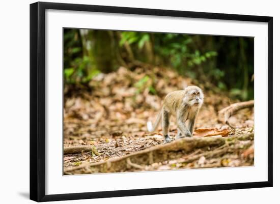 Long Tailed Macaque (Macaca Fascicularis), Indonesia, Southeast Asia-John Alexander-Framed Photographic Print