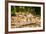 Long Tailed Macaque (Macaca Fascicularis), Indonesia, Southeast Asia-John Alexander-Framed Photographic Print