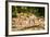 Long Tailed Macaque (Macaca Fascicularis), Indonesia, Southeast Asia-John Alexander-Framed Photographic Print