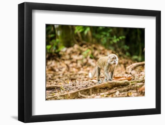 Long Tailed Macaque (Macaca Fascicularis), Indonesia, Southeast Asia-John Alexander-Framed Photographic Print