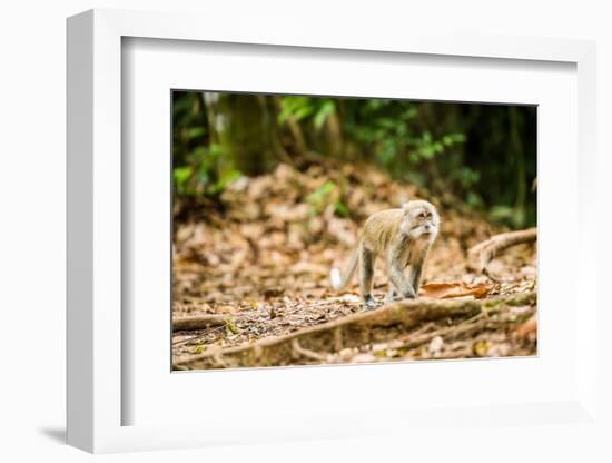 Long Tailed Macaque (Macaca Fascicularis), Indonesia, Southeast Asia-John Alexander-Framed Photographic Print