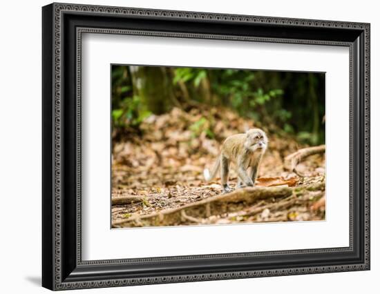 Long Tailed Macaque (Macaca Fascicularis), Indonesia, Southeast Asia-John Alexander-Framed Photographic Print