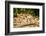 Long Tailed Macaque (Macaca Fascicularis), Indonesia, Southeast Asia-John Alexander-Framed Photographic Print