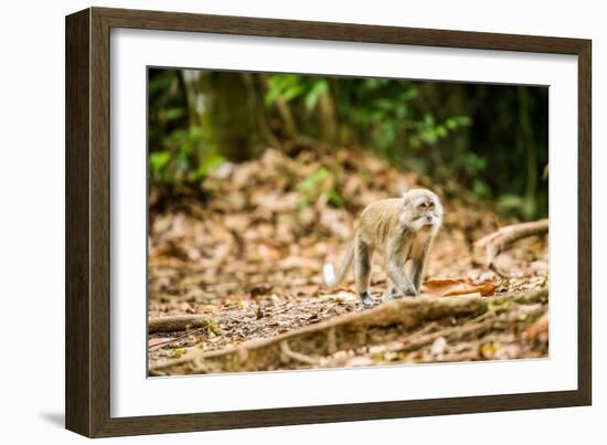 Long Tailed Macaque (Macaca Fascicularis), Indonesia, Southeast Asia-John Alexander-Framed Photographic Print