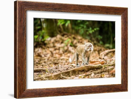 Long Tailed Macaque (Macaca Fascicularis), Indonesia, Southeast Asia-John Alexander-Framed Photographic Print