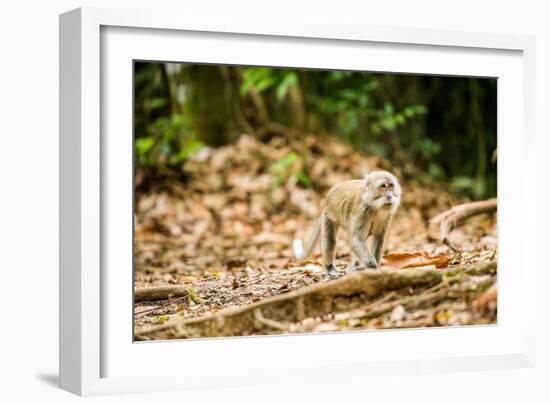 Long Tailed Macaque (Macaca Fascicularis), Indonesia, Southeast Asia-John Alexander-Framed Photographic Print