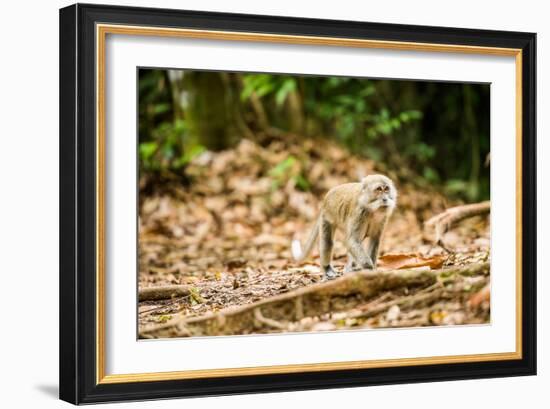 Long Tailed Macaque (Macaca Fascicularis), Indonesia, Southeast Asia-John Alexander-Framed Photographic Print