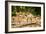 Long Tailed Macaque (Macaca Fascicularis), Indonesia, Southeast Asia-John Alexander-Framed Photographic Print