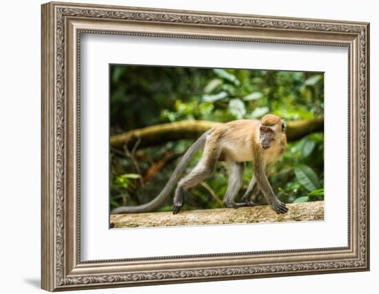 Long Tailed Macaque (Macaca Fascicularis), Indonesia, Southeast Asia-John Alexander-Framed Photographic Print