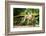 Long Tailed Macaque (Macaca Fascicularis), Indonesia, Southeast Asia-John Alexander-Framed Photographic Print