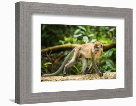 Long Tailed Macaque (Macaca Fascicularis), Indonesia, Southeast Asia-John Alexander-Framed Photographic Print