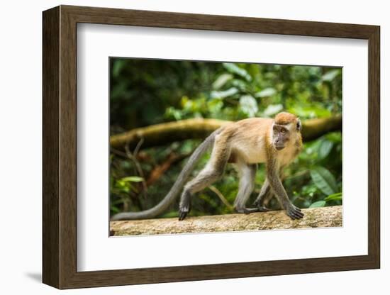 Long Tailed Macaque (Macaca Fascicularis), Indonesia, Southeast Asia-John Alexander-Framed Photographic Print