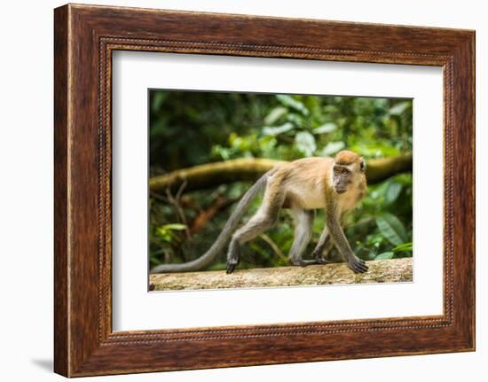 Long Tailed Macaque (Macaca Fascicularis), Indonesia, Southeast Asia-John Alexander-Framed Photographic Print