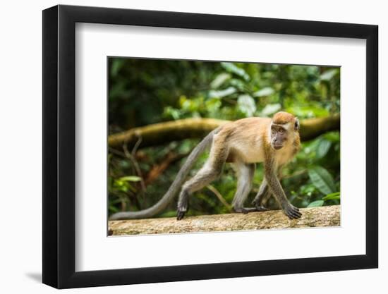 Long Tailed Macaque (Macaca Fascicularis), Indonesia, Southeast Asia-John Alexander-Framed Photographic Print