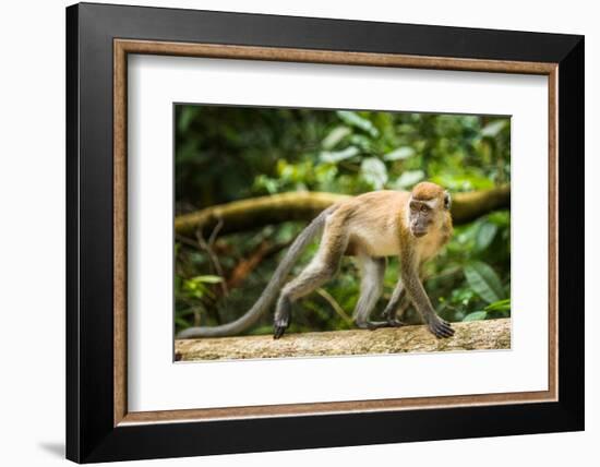 Long Tailed Macaque (Macaca Fascicularis), Indonesia, Southeast Asia-John Alexander-Framed Photographic Print