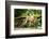 Long Tailed Macaque (Macaca Fascicularis), Indonesia, Southeast Asia-John Alexander-Framed Photographic Print